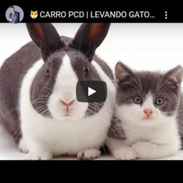 🐱 Carro PCD | Levando Gato Por Lebre? 🐱